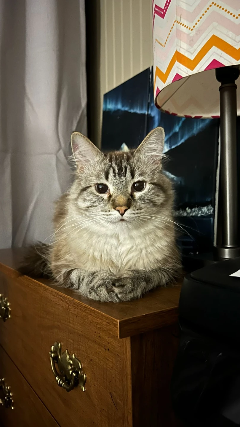 Urgent Rehoming Cat