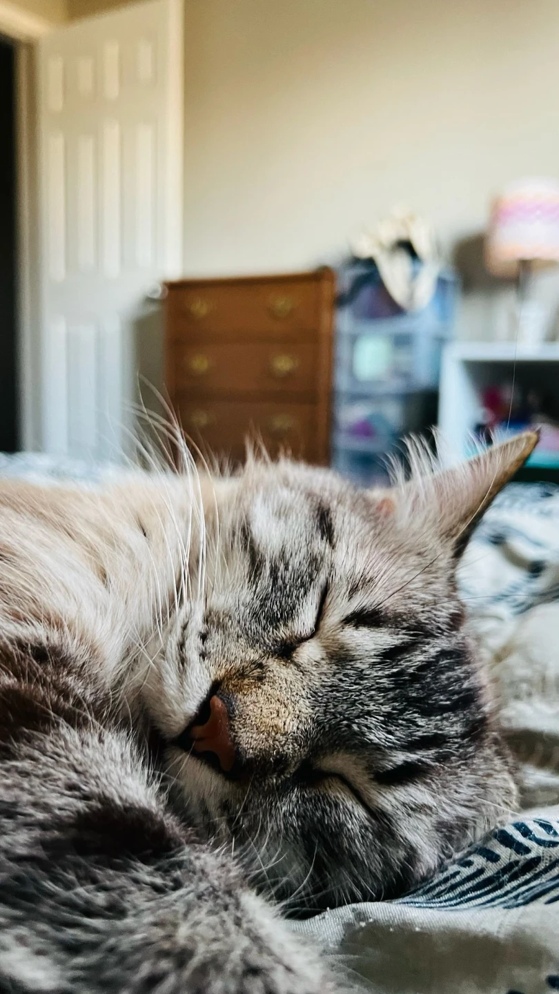 Urgent Rehoming Cat - photo 4