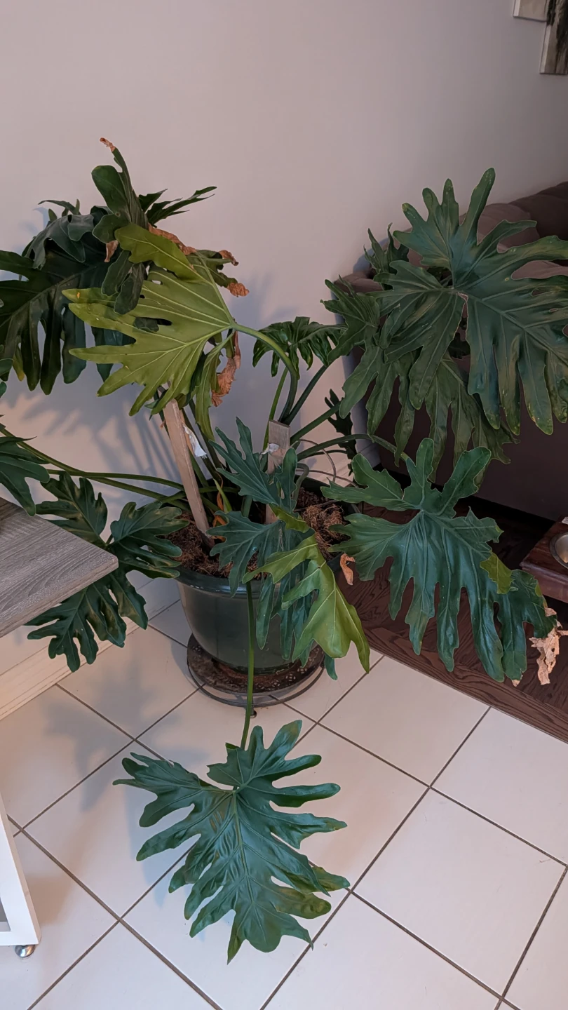 Split Leaf  Philodendron Plant