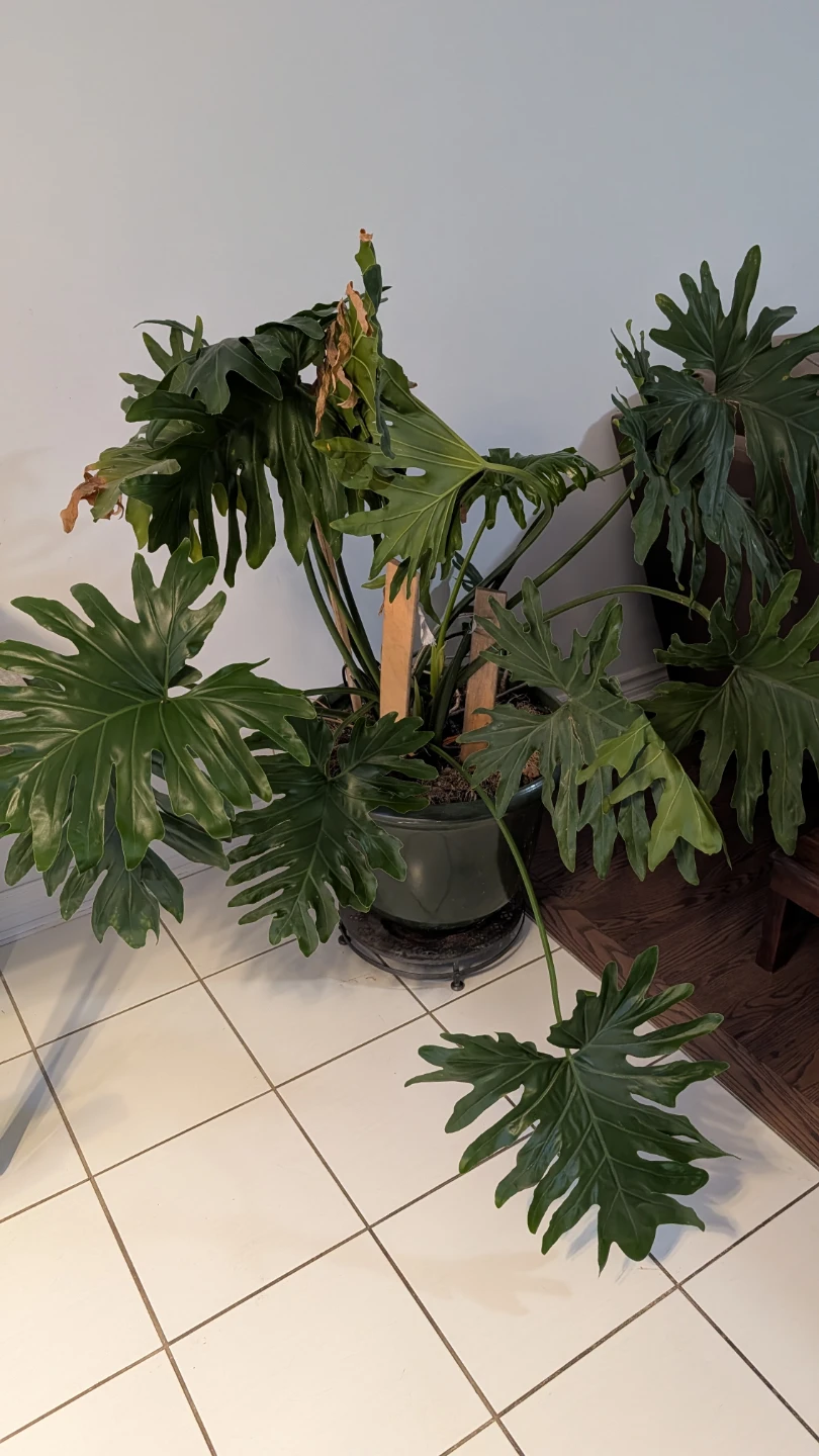 Split Leaf  Philodendron Plant - photo 2