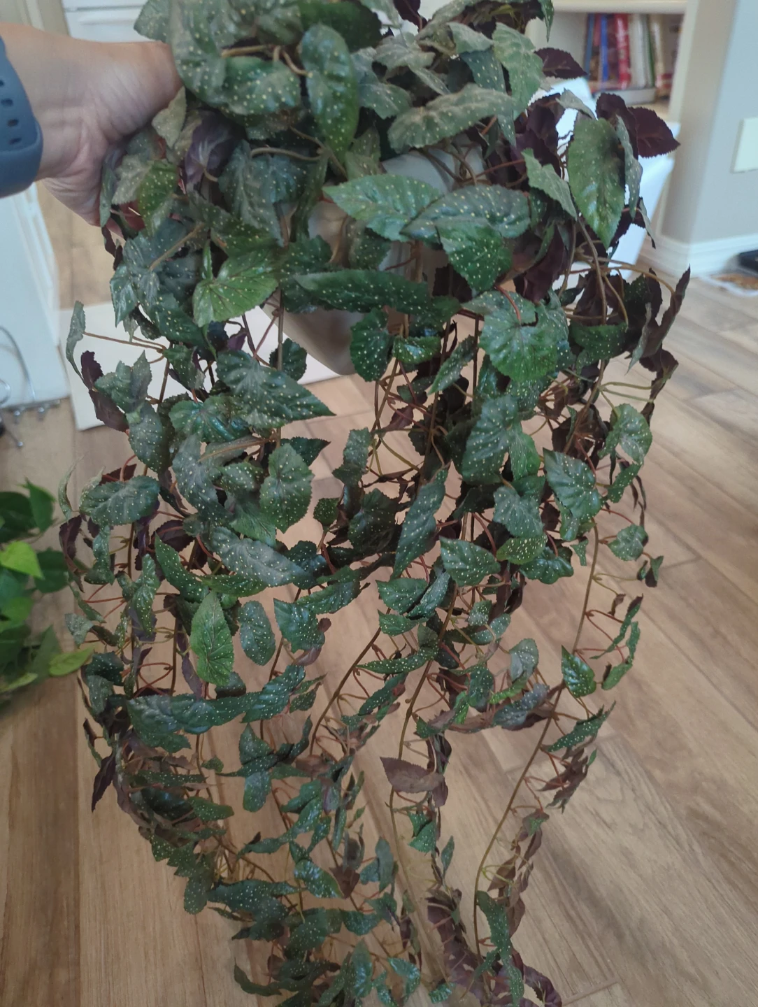 Begonia Maculata Plant