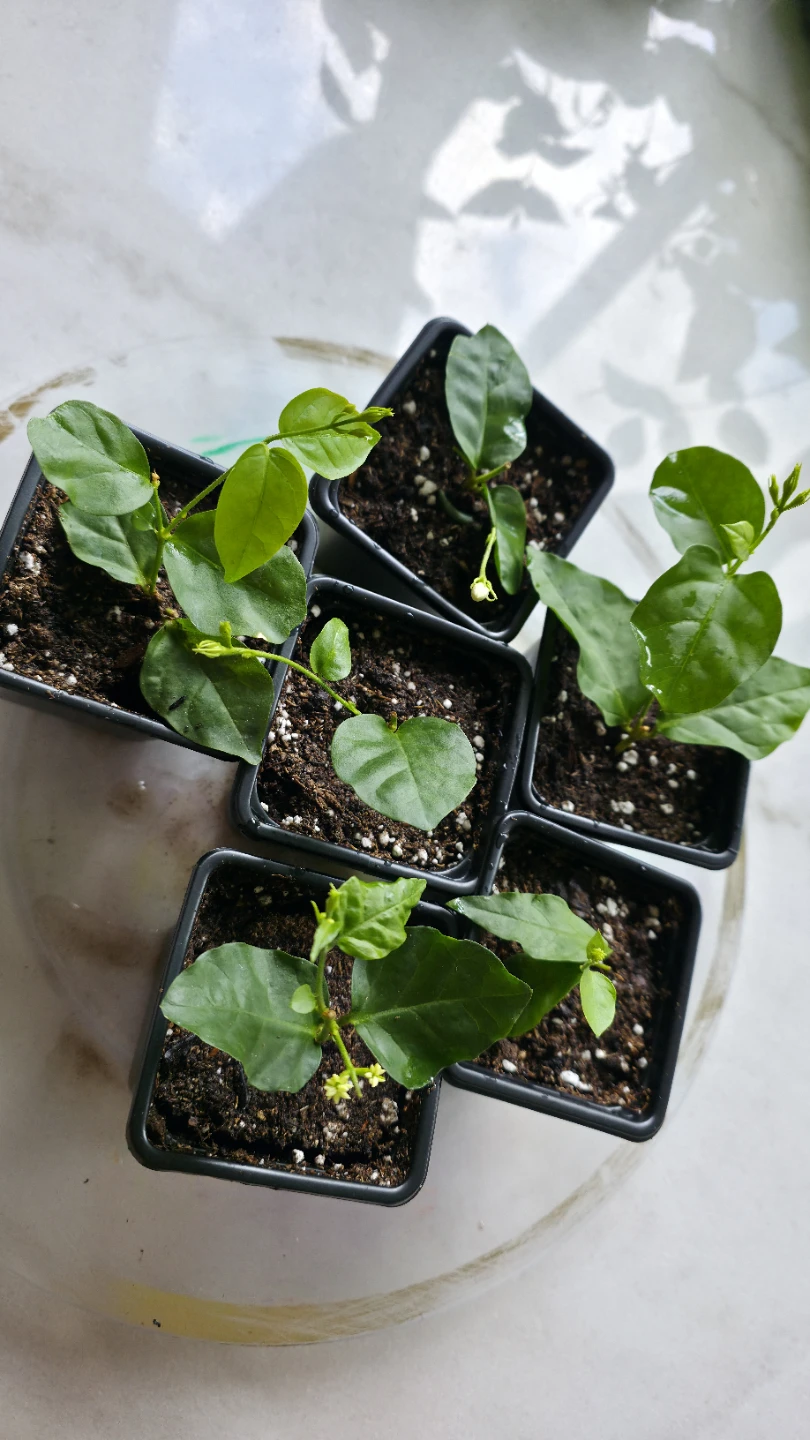 Flowering Real Jasmine Plants for sale