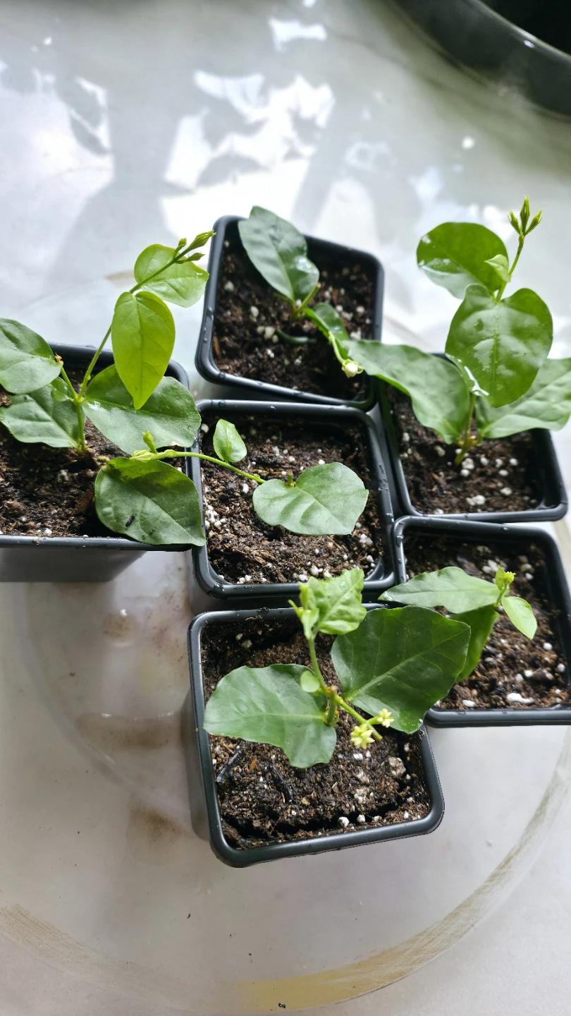 Flowering Real Jasmine Plants for sale - photo 2
