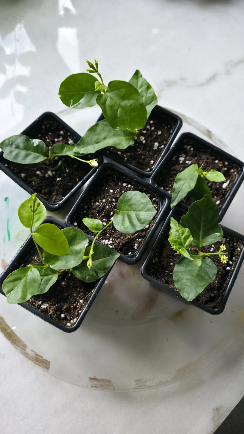 Flowering Real Jasmine Plants for sale - photo 3
