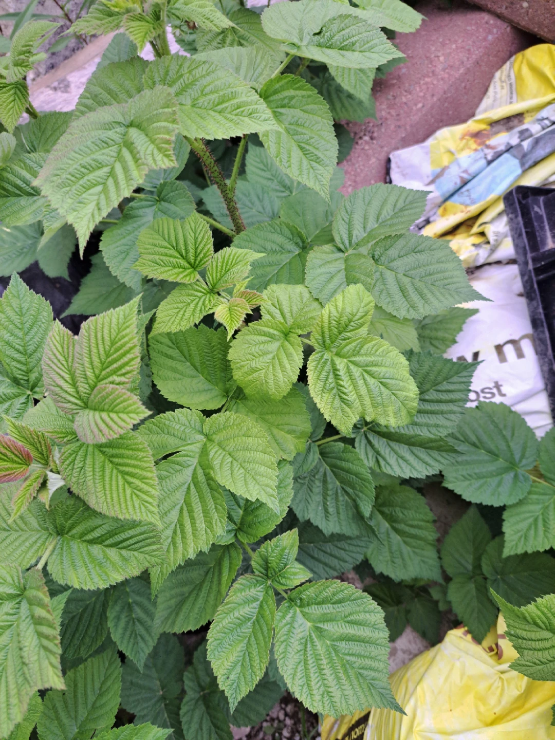 Raspberry Plants starting @$10