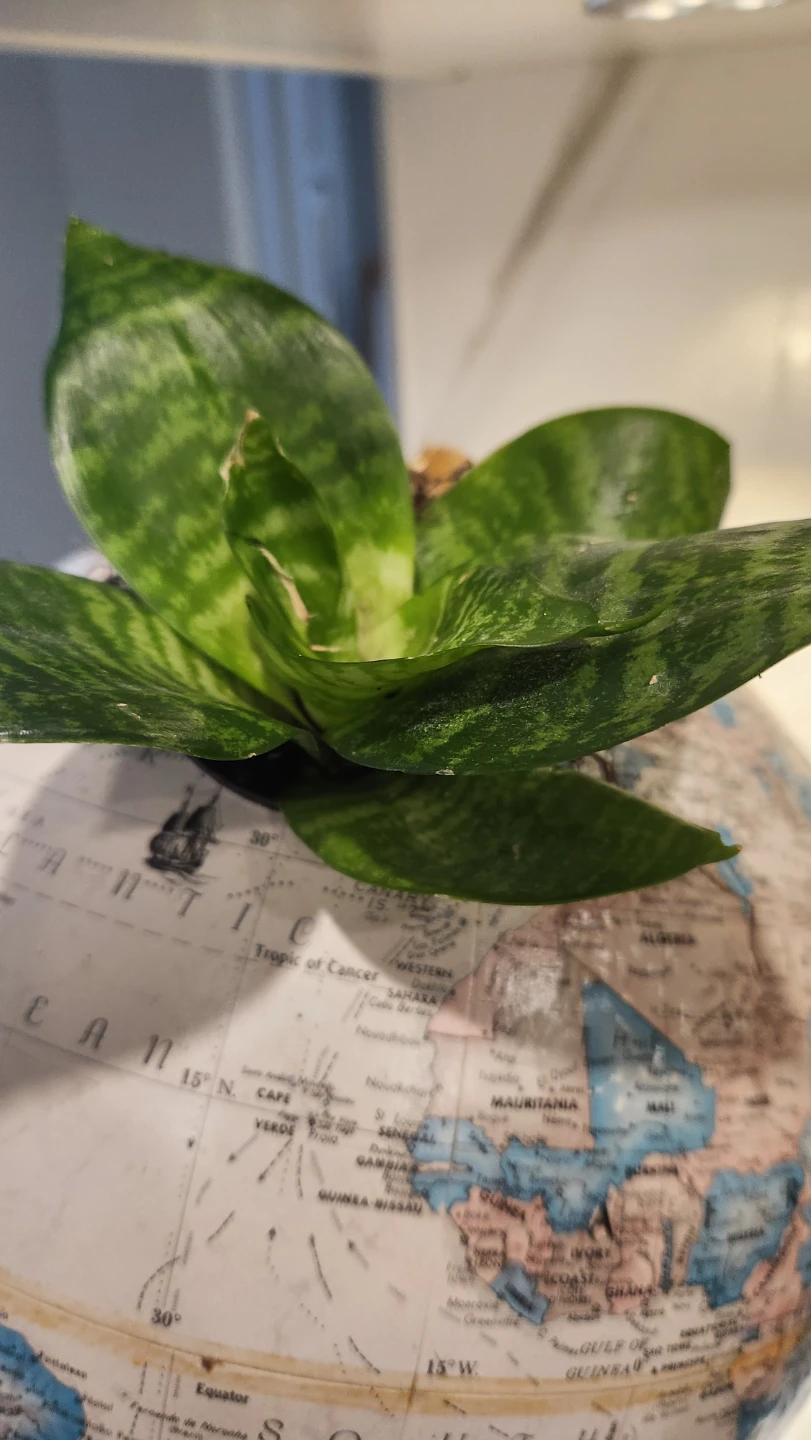 Upcycled globe planter with plant - photo 3