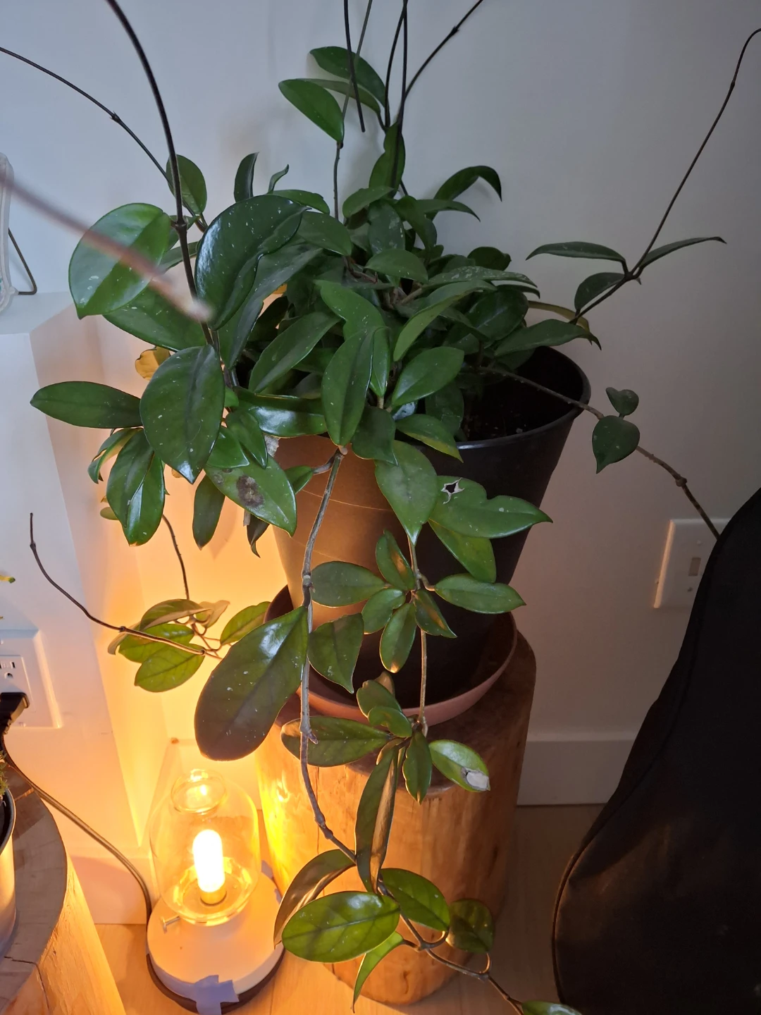 Hoya Plant