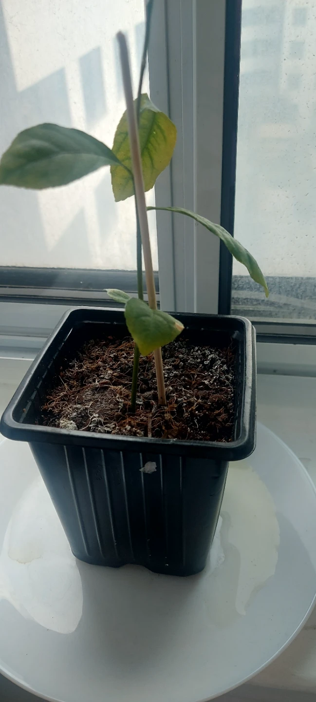 Small Lemon Tree Plant