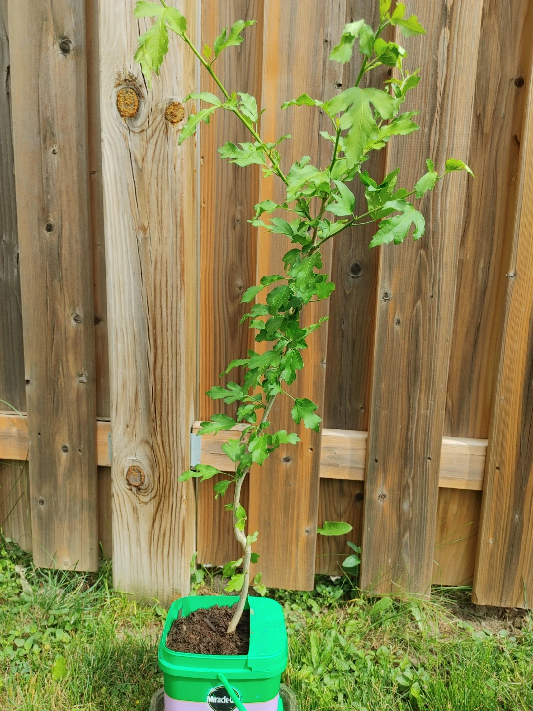 Young Rose of sharon (lavender)