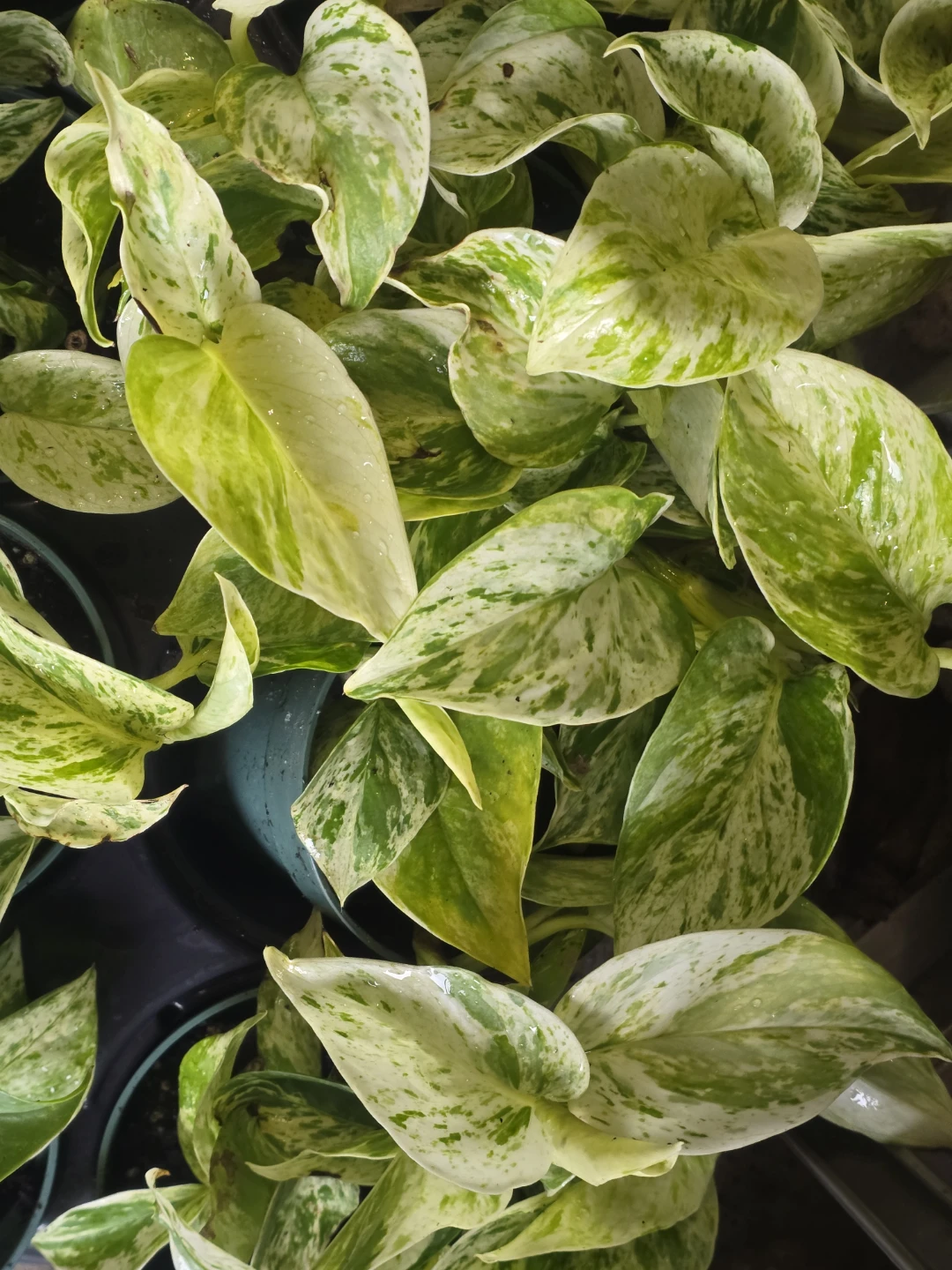 Snow Queen Pothos Plant⚽