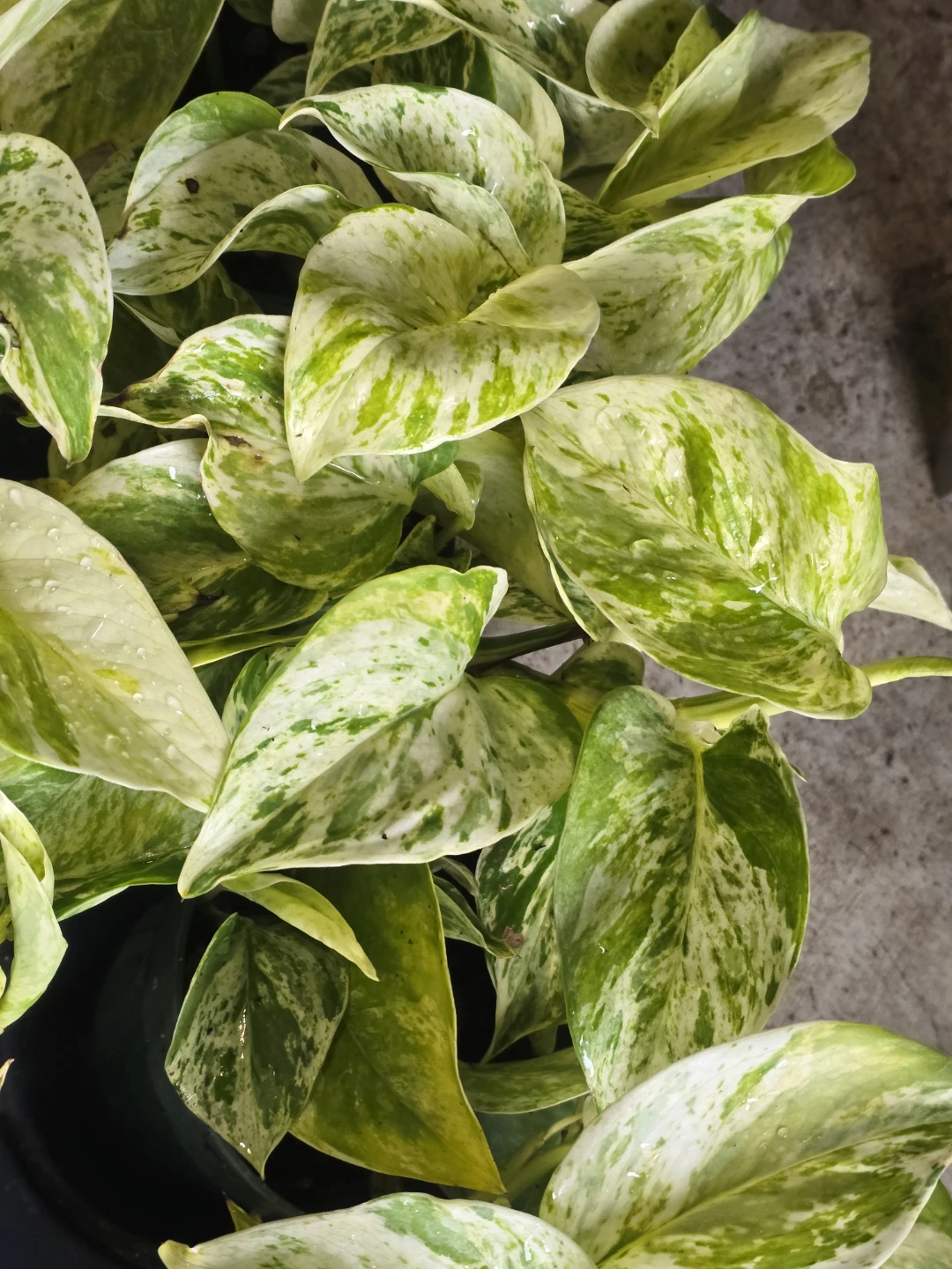 Snow Queen Pothos Plant⚽ - photo 2