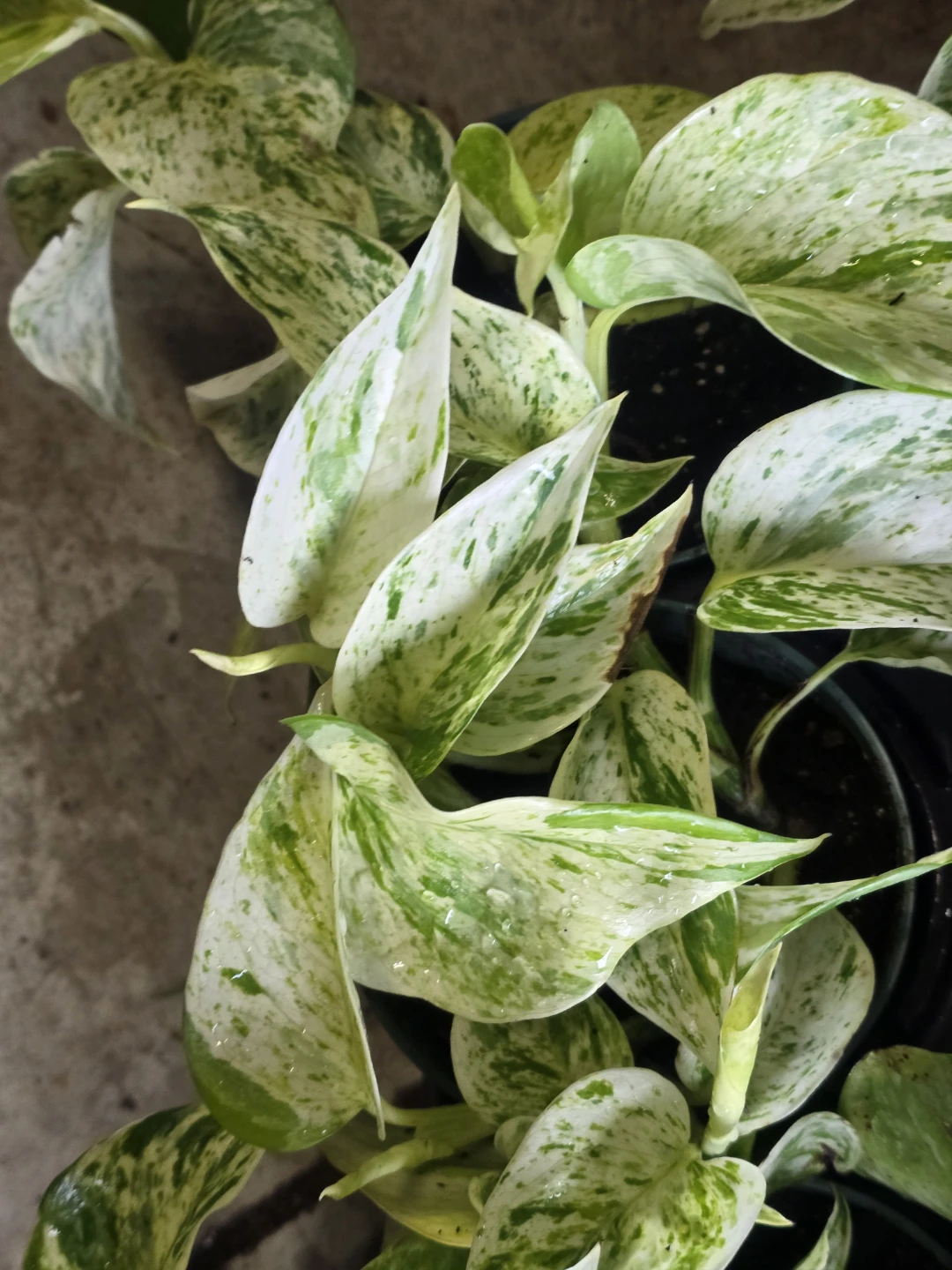 Snow Queen Pothos Plant⚽ - photo 3
