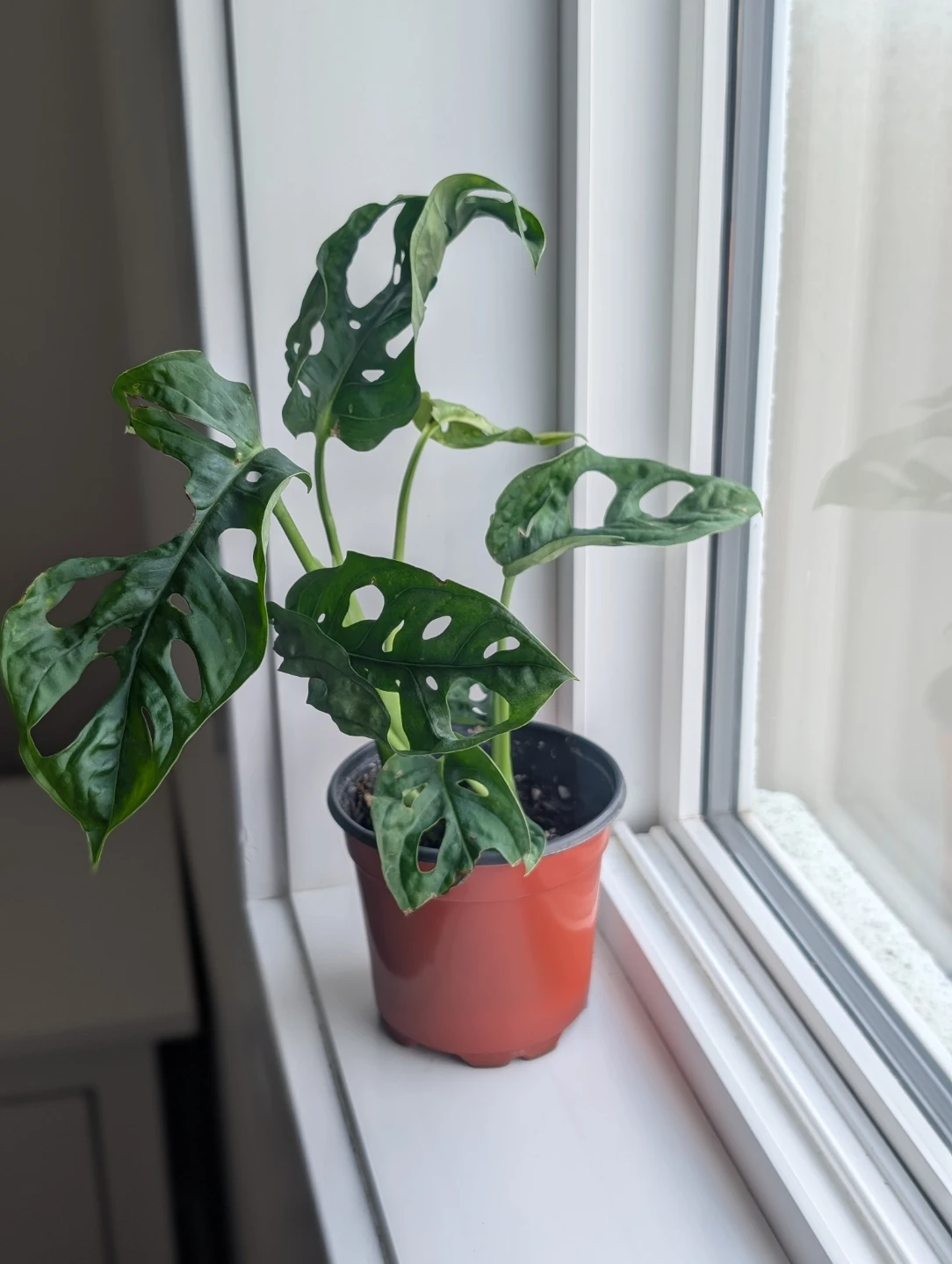 Monstera Adansonii Plant - photo 4