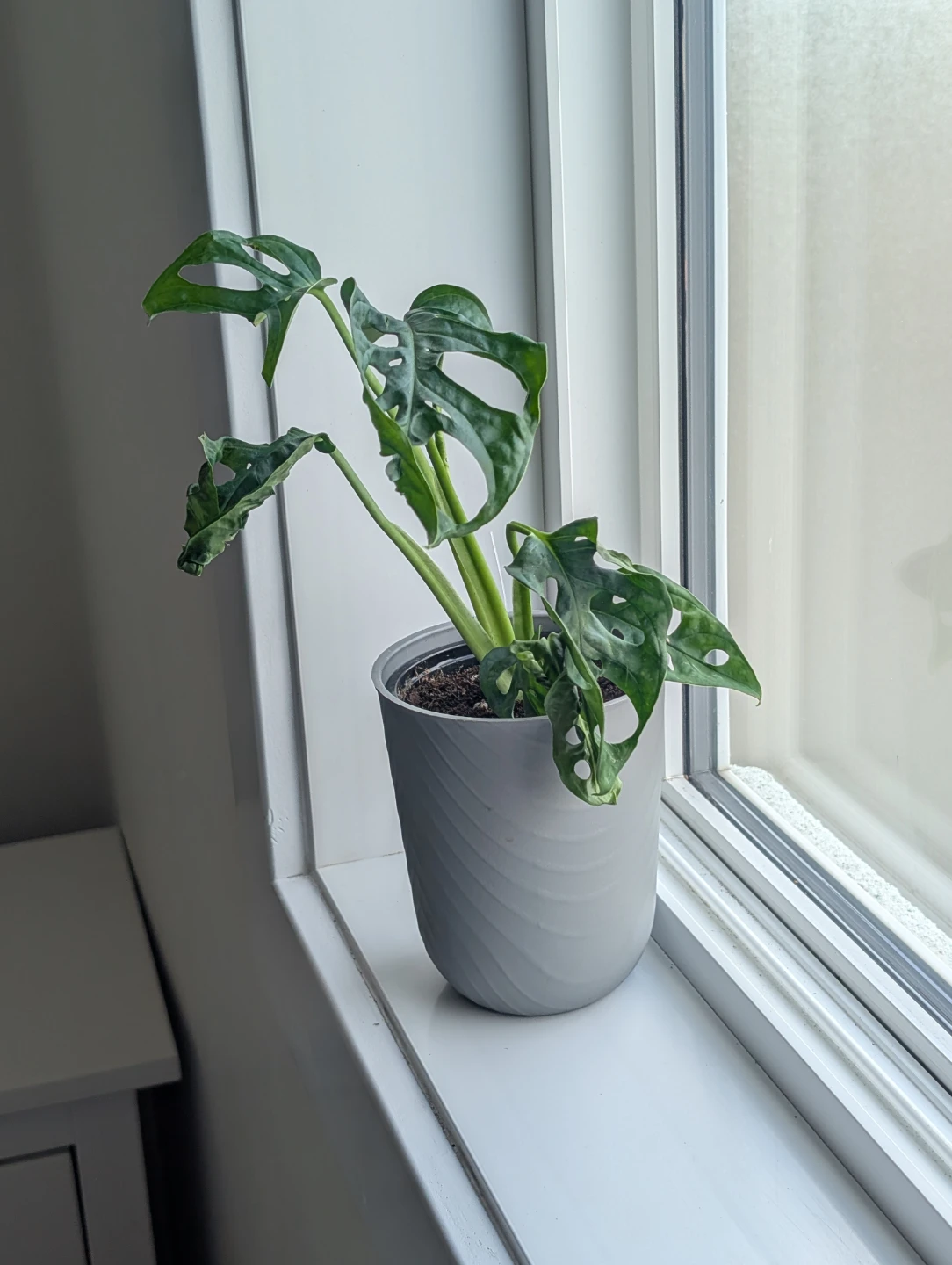 Monstera Adansonii Plant - photo 5
