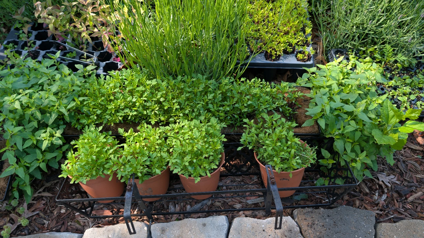 Marigold/Alyssum plants - photo 2