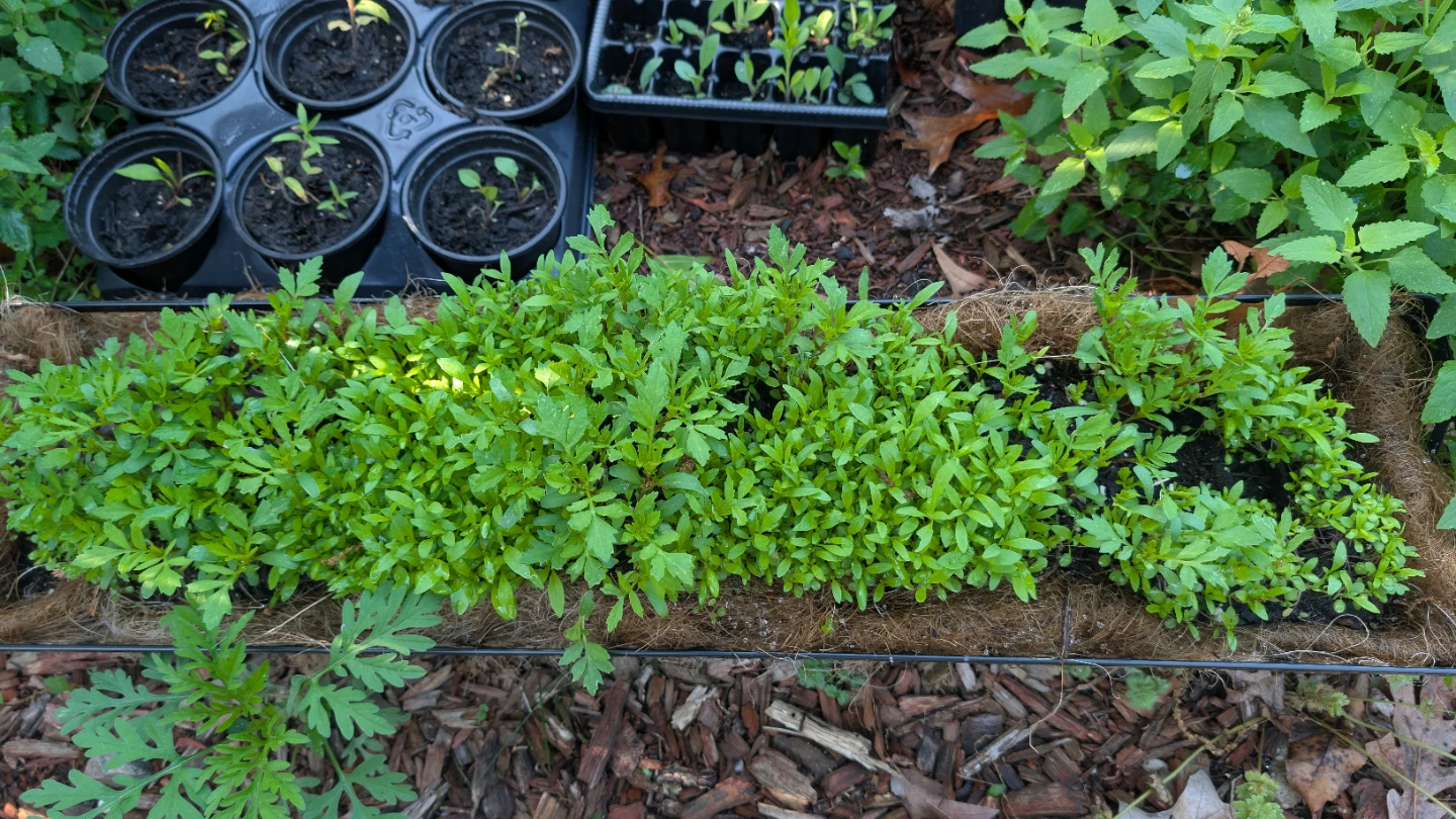 Marigold/Alyssum plants - photo 3
