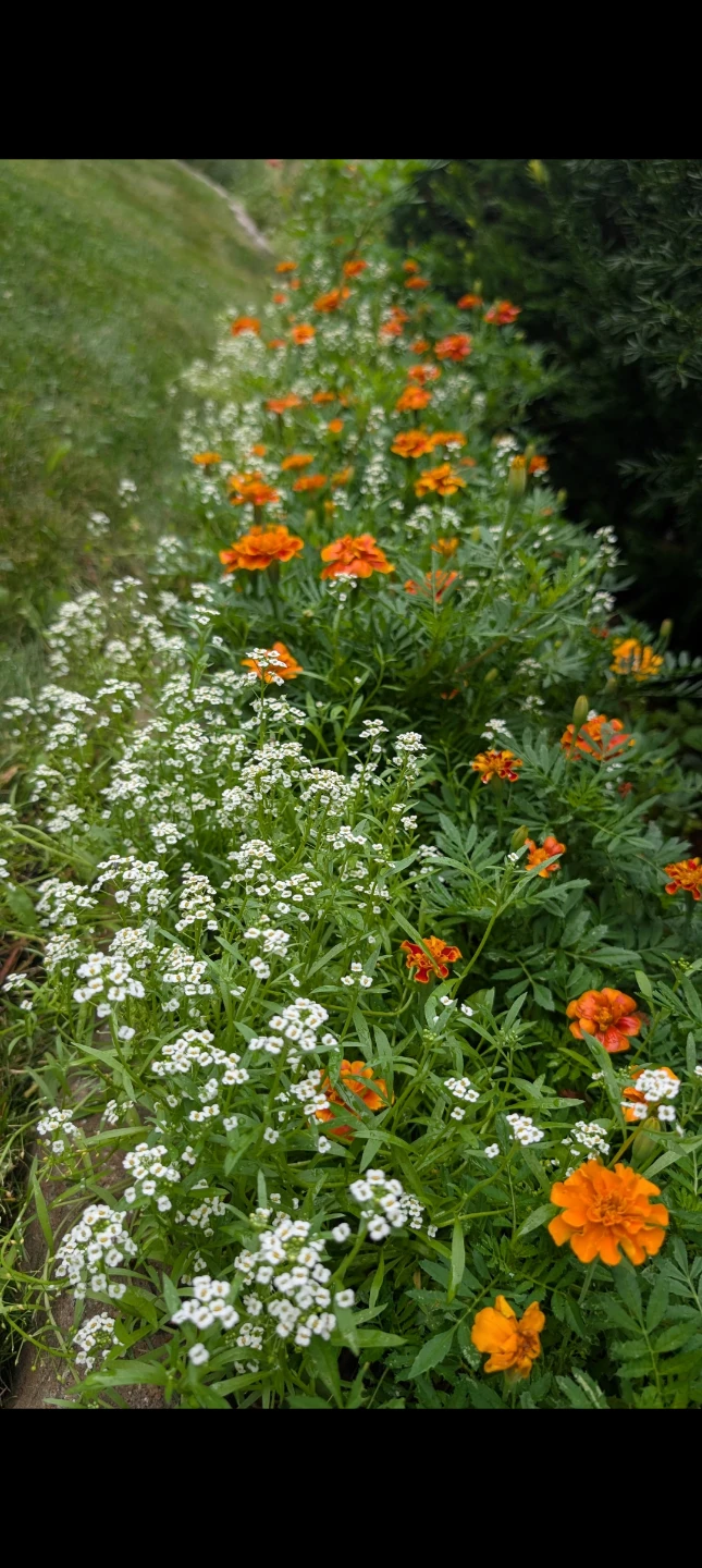 Marigold/Alyssum plants