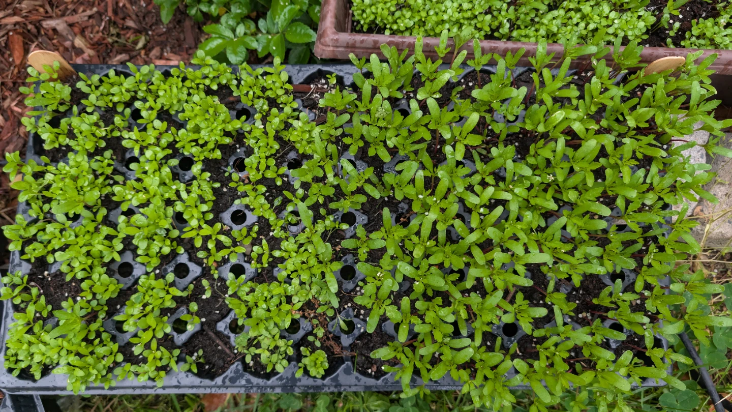 Marigold/Alyssum plants - photo 5