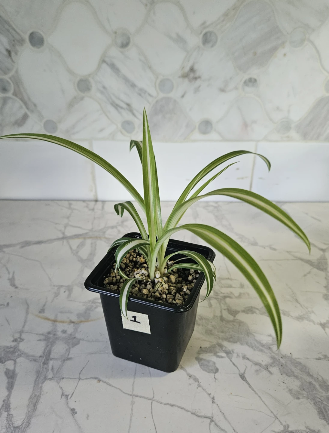 Spider plant babies ($1 each) - photo 2