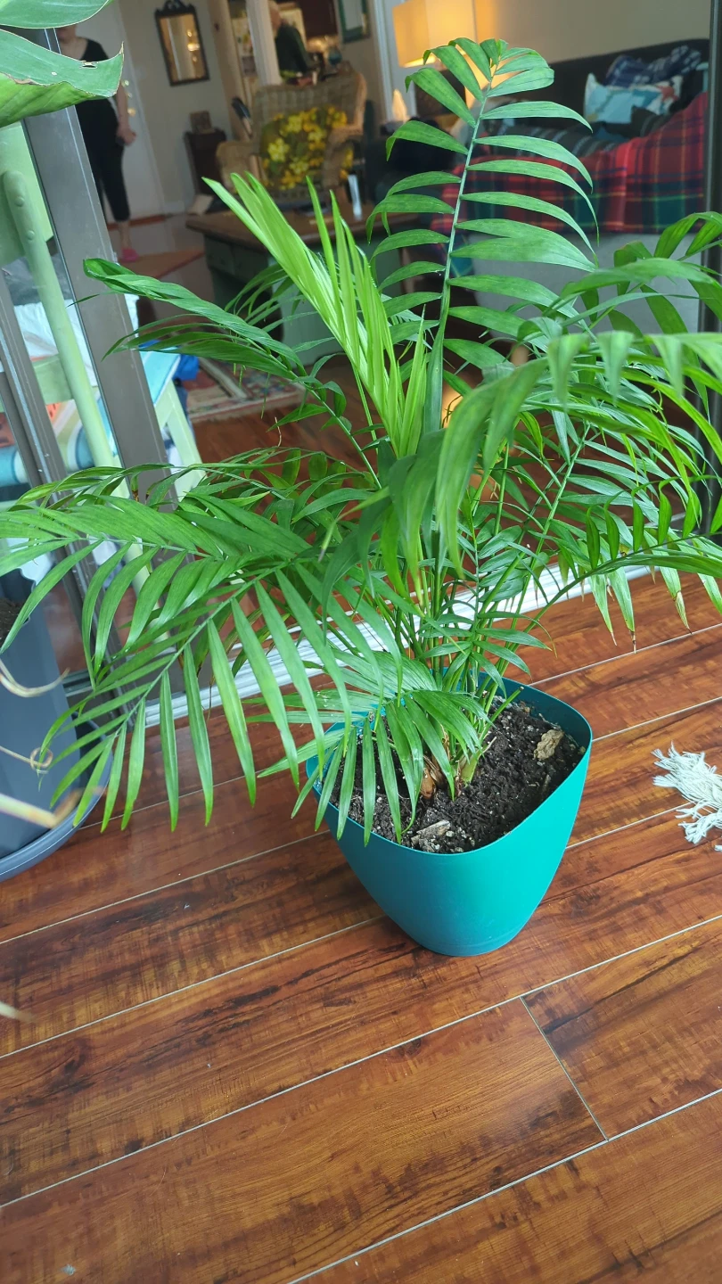 Parlor Palm Plant in Teal Pot
