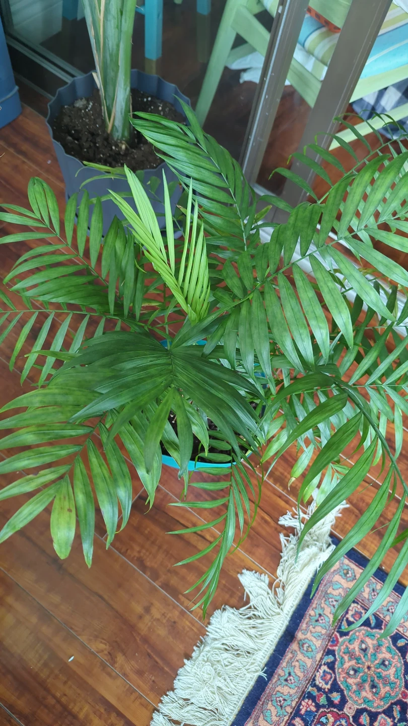 Parlor Palm Plant in Teal Pot - photo 2