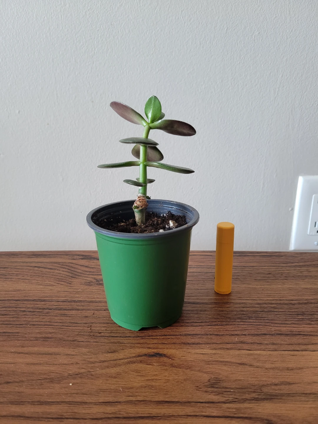 Healthy jade plant - photo 2