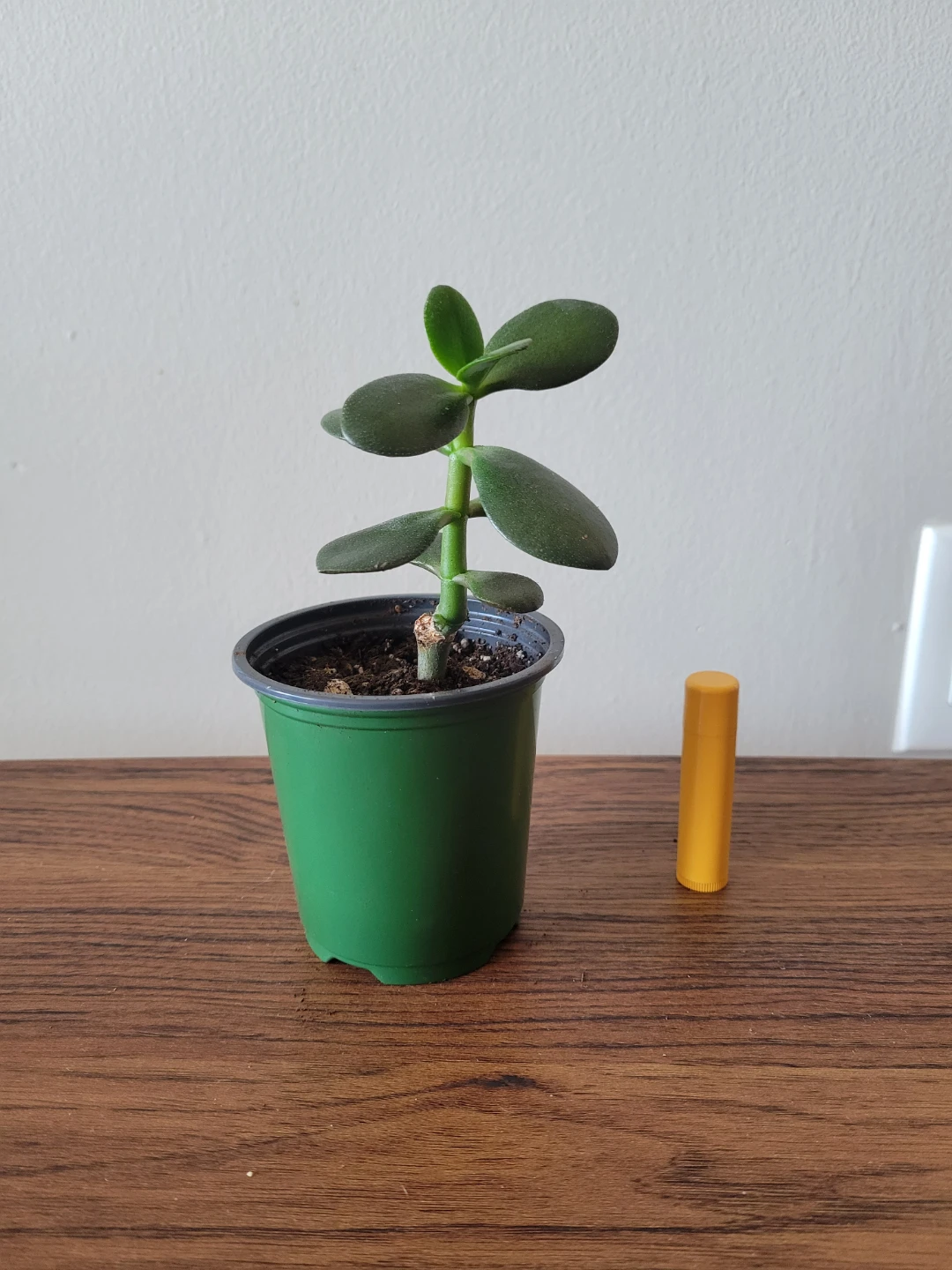 Healthy jade plant