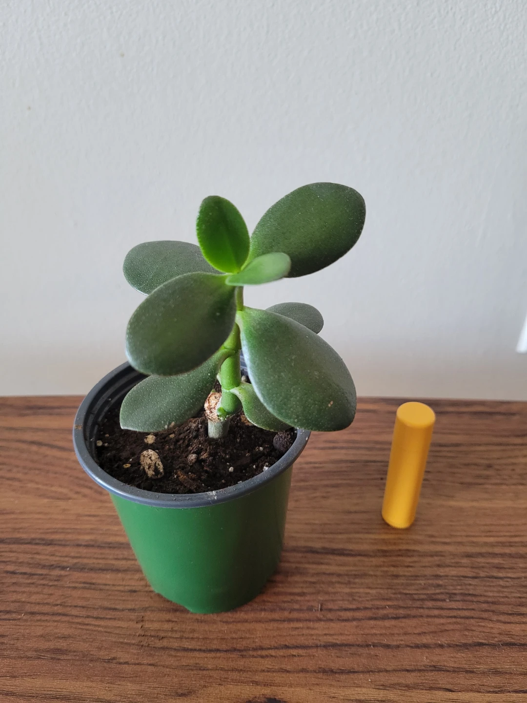 Healthy jade plant - photo 3