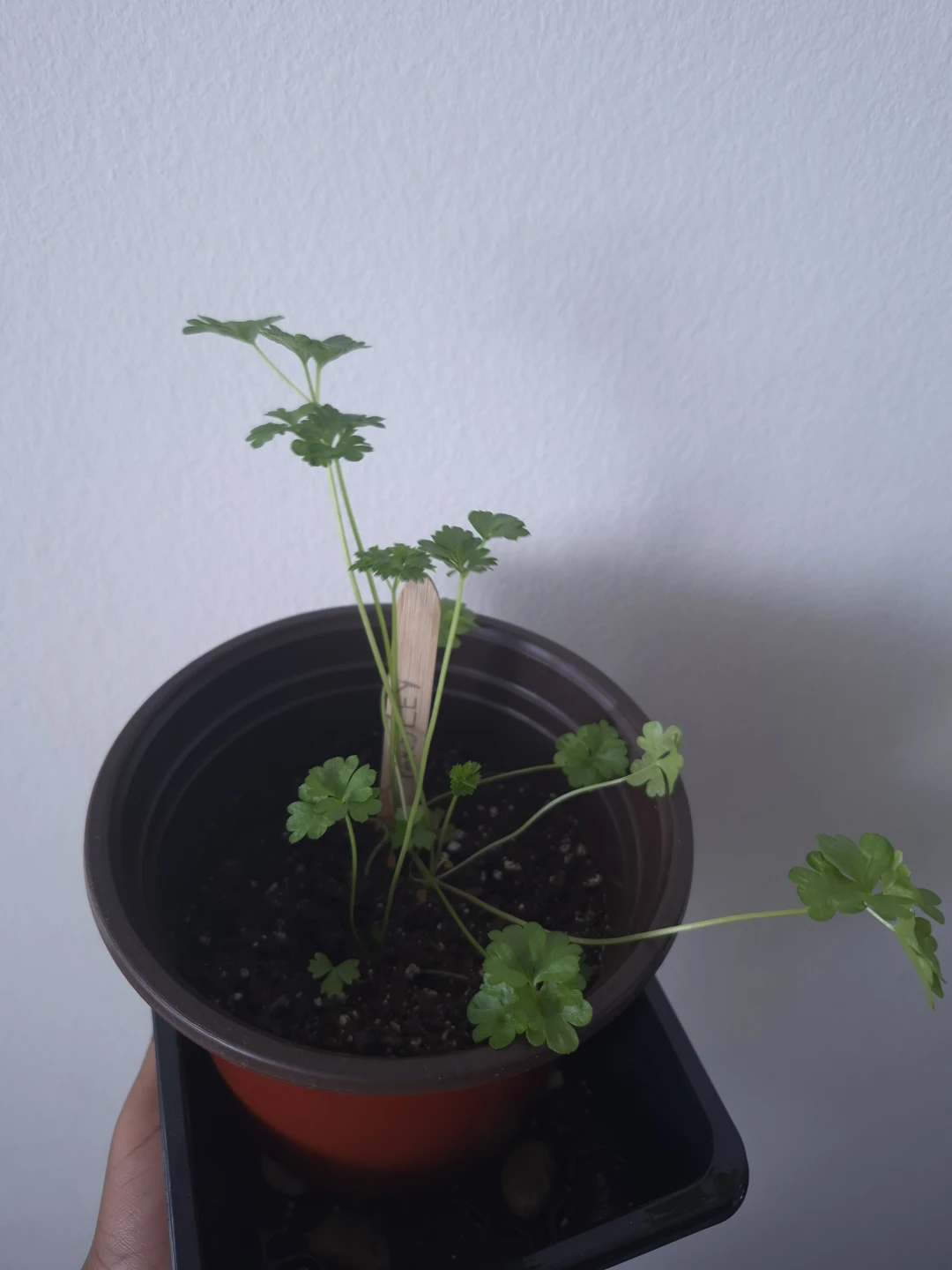 Parsely Herbs - photo 2