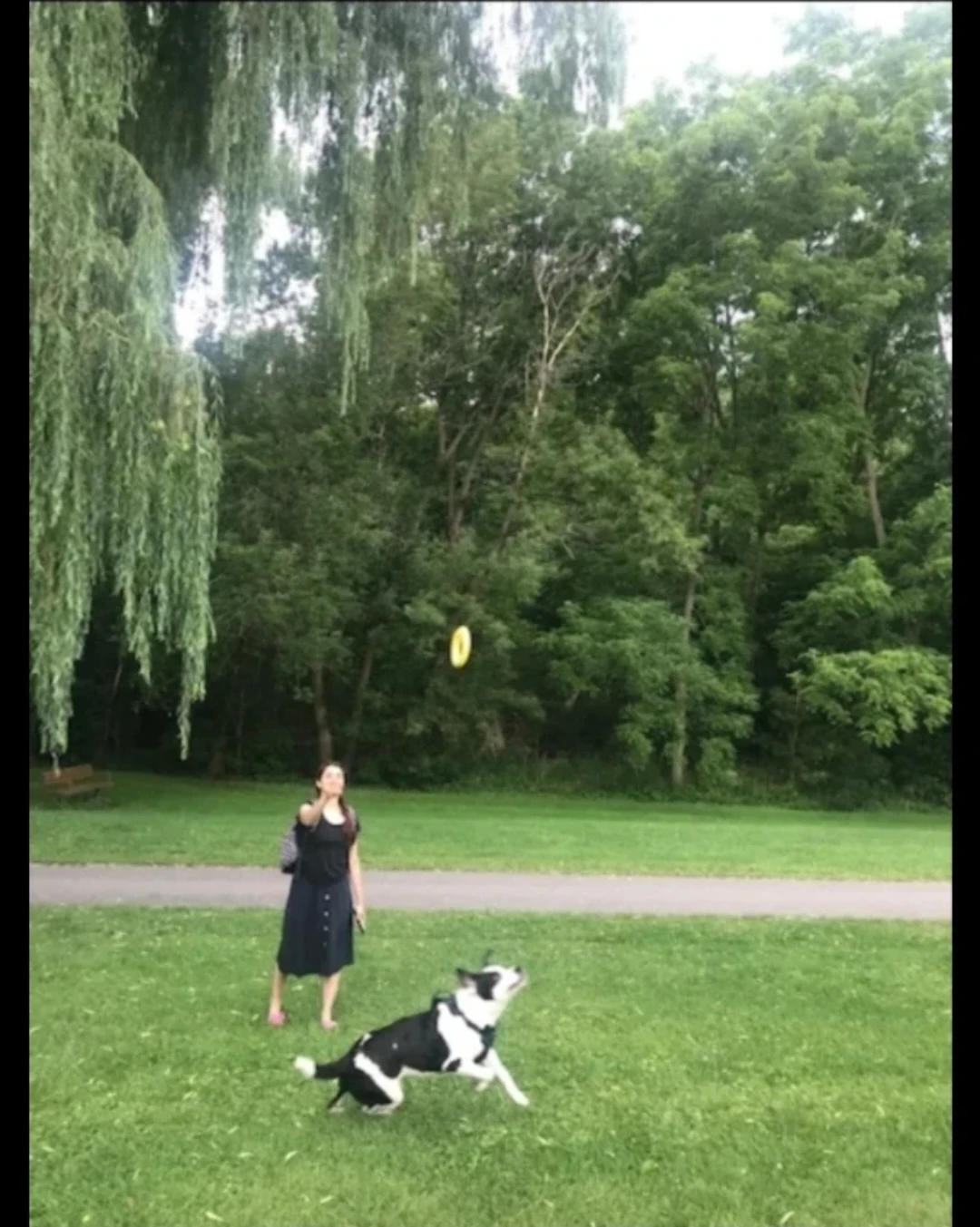 Reliable Dog Walking in Toronto - photo 3