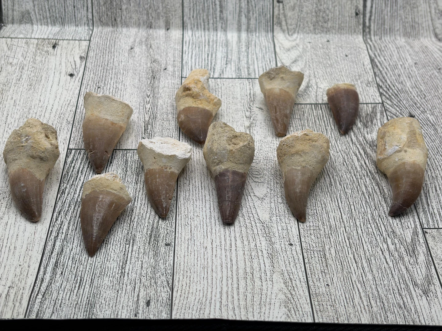Fossilized Shark Teeth Collection - photo 2