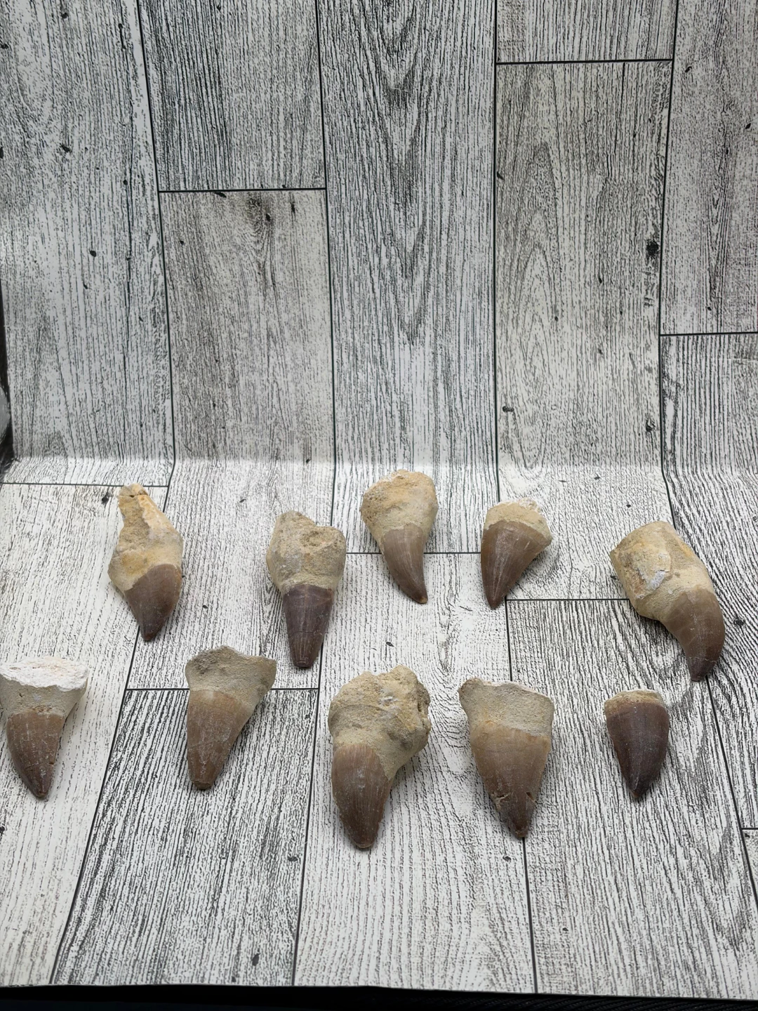 Fossilized Shark Teeth Collection - photo 3