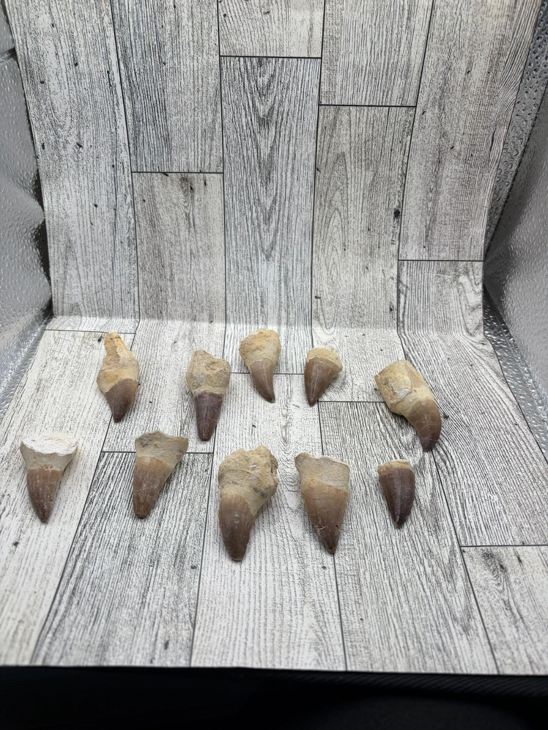 Fossilized Shark Teeth Collection - photo 4