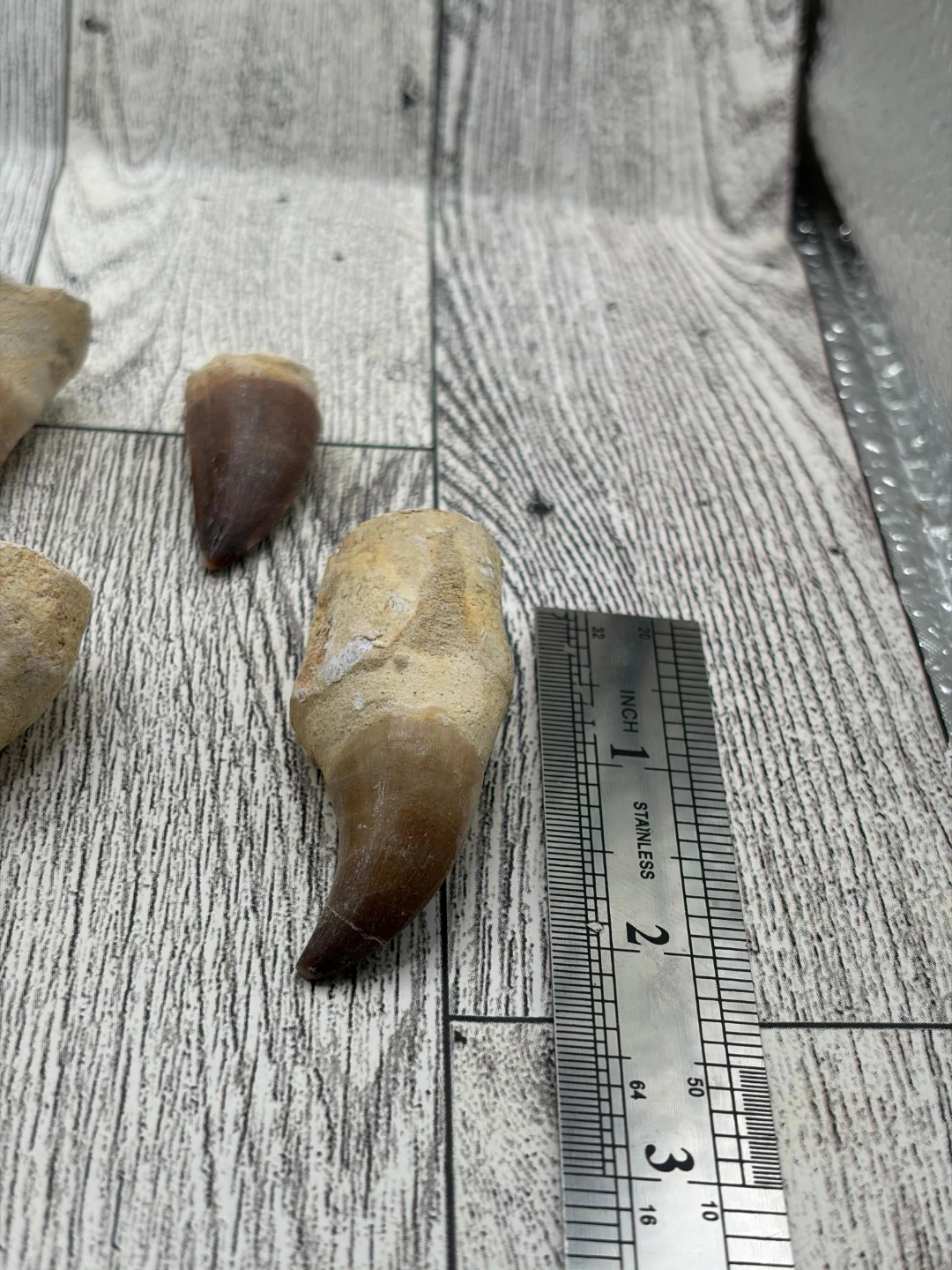 Fossilized Shark Teeth Collection - photo 5