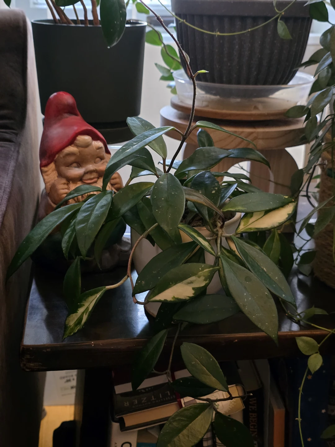 Hoya Krimson in Decorative Face Pot - photo 2