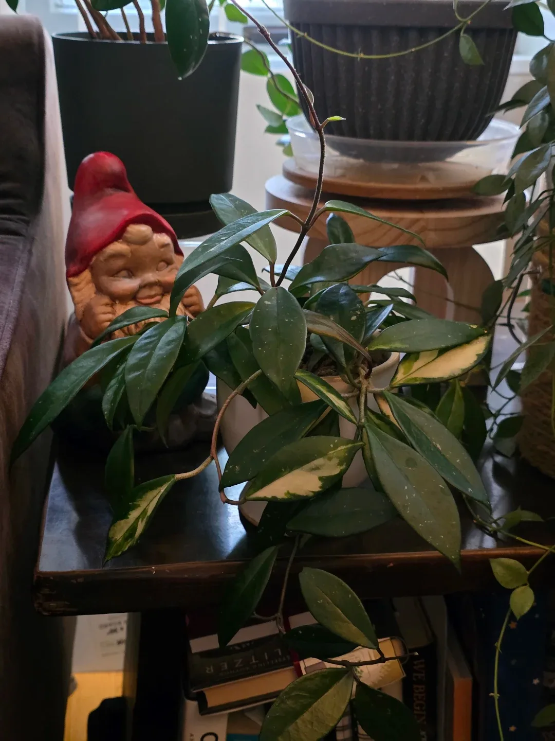 Hoya Krimson in Decorative Face Pot - photo 2