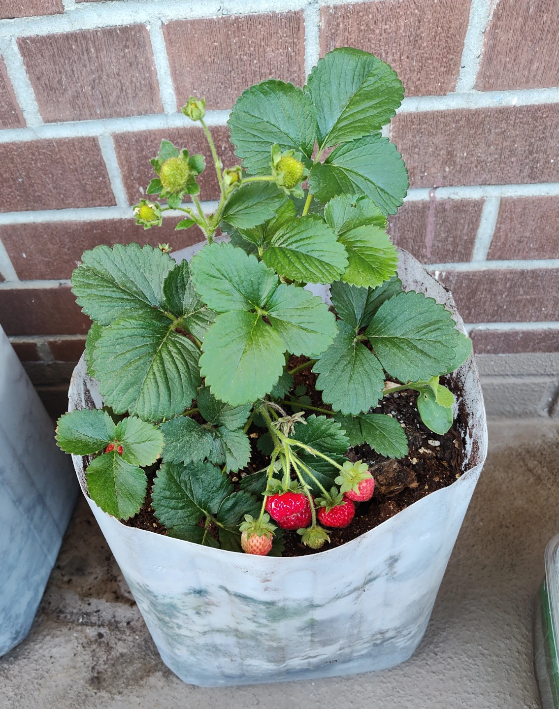 Strawberry plant with ripening fruit and house plants