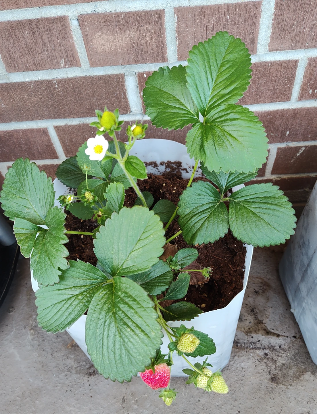 Strawberry plant with ripening fruit and house plants - photo 2