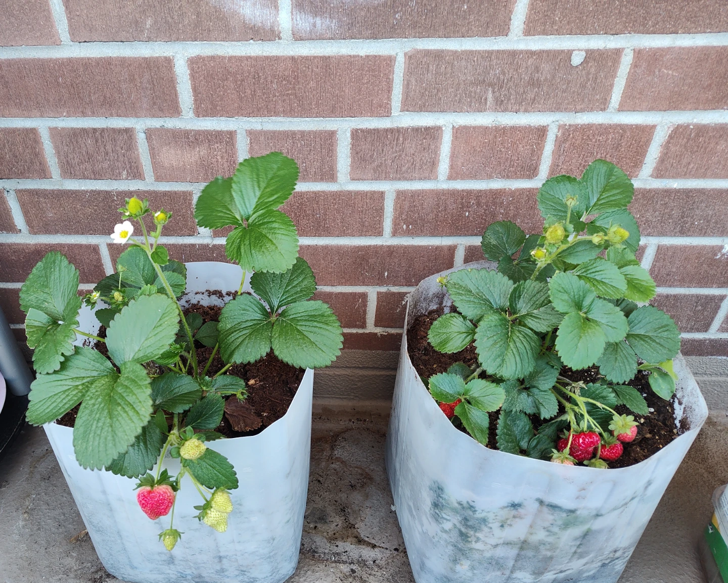Strawberry plant with ripening fruit and house plants - photo 3