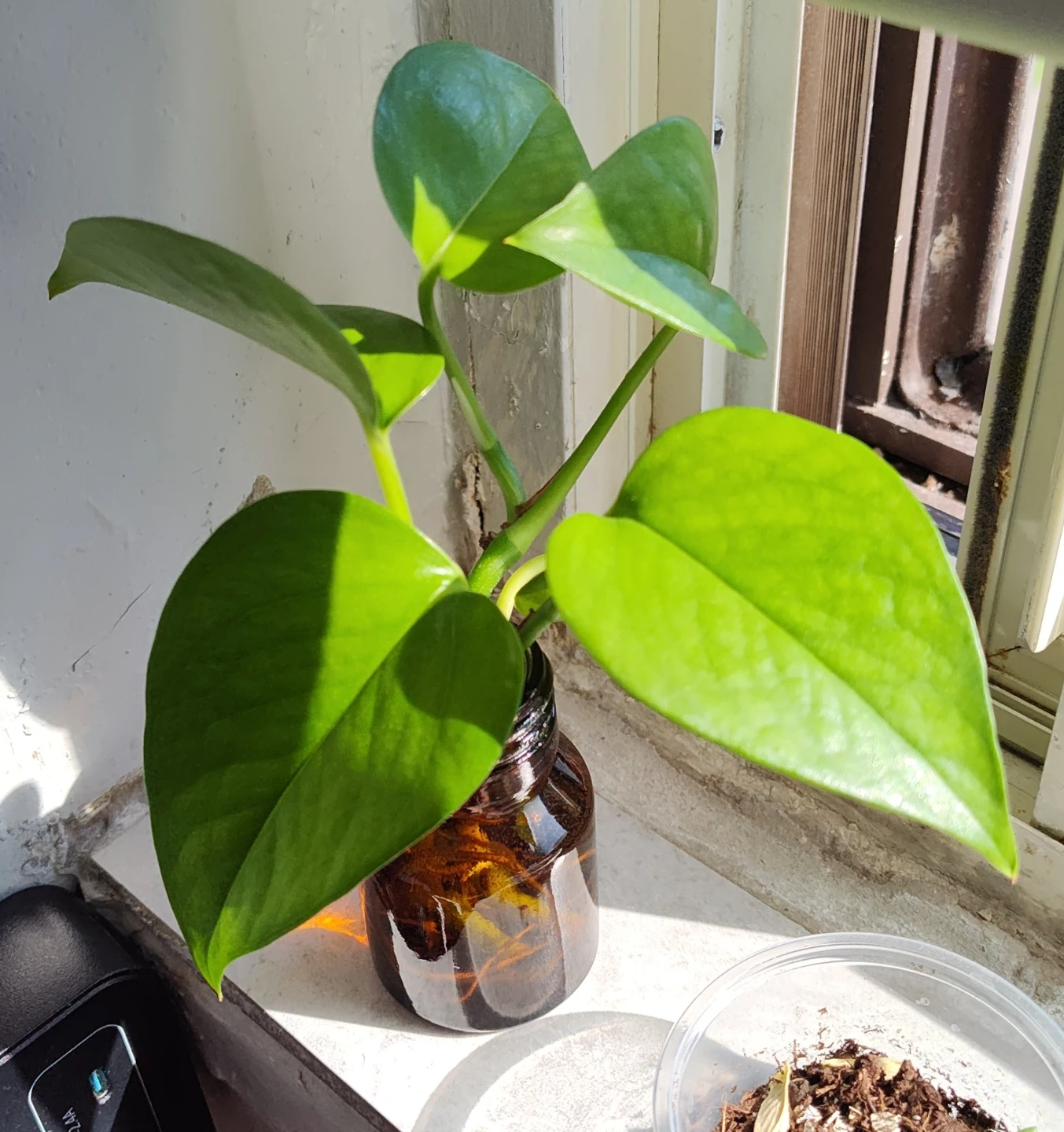 Strawberry plant with ripening fruit and house plants - photo 4