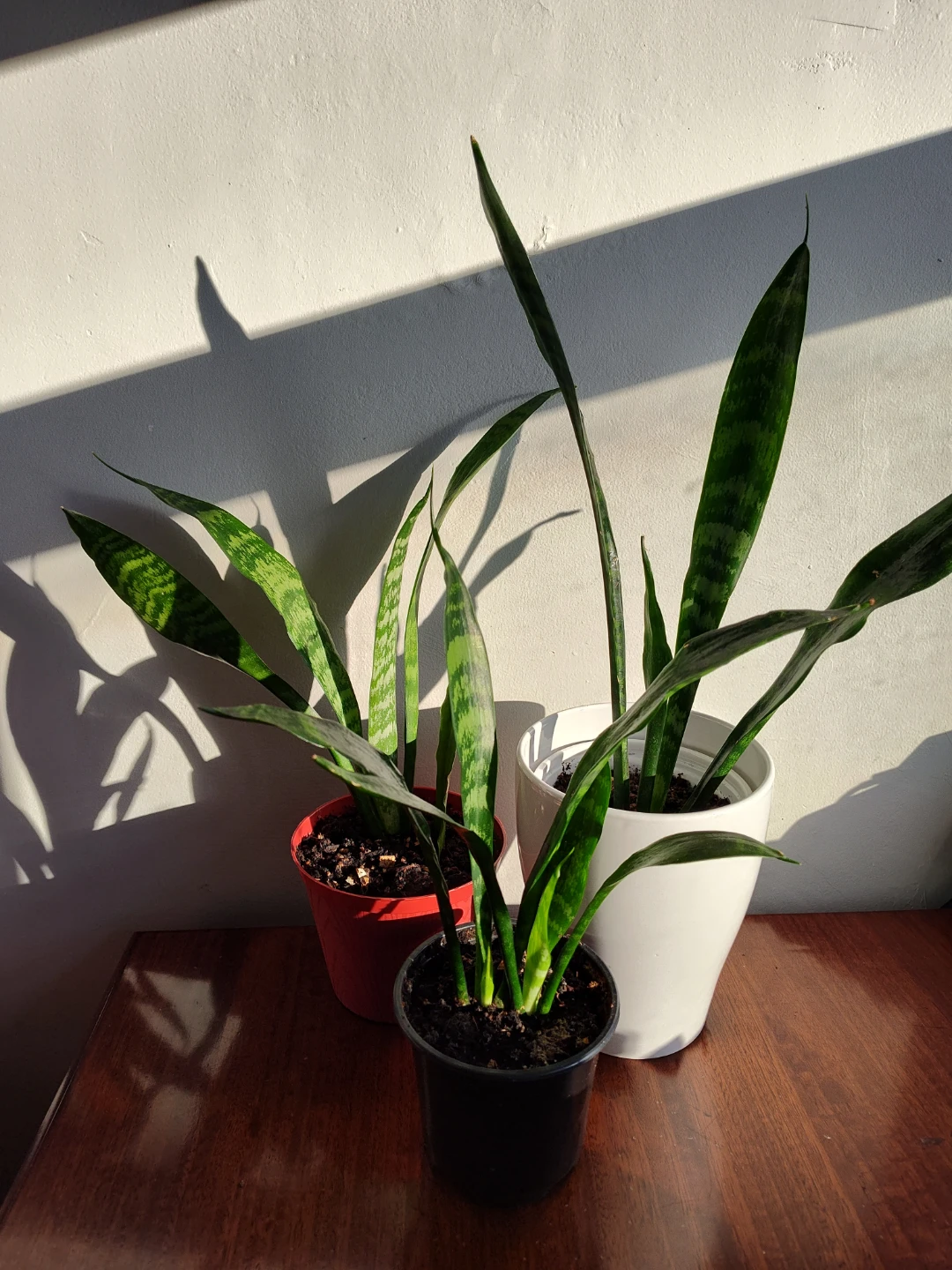 Spider plants with pups and snake plant - photo 5