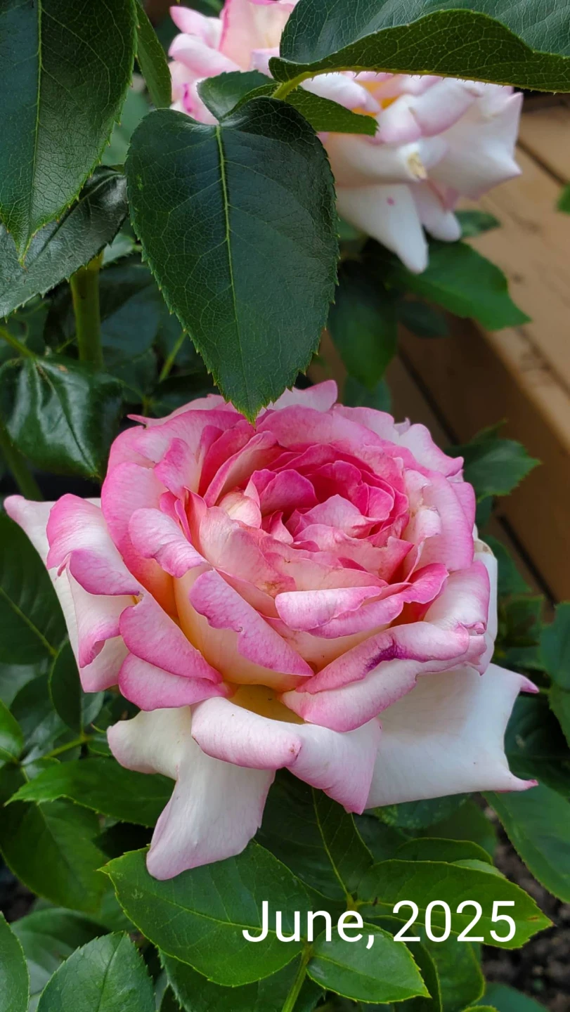 Cherry Parfait, Grandiflora Rose - photo 3