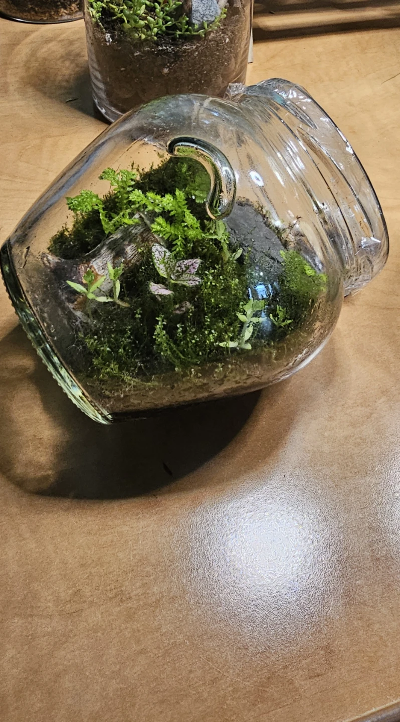 Terrarium Jar with Live Plants/ mini garden