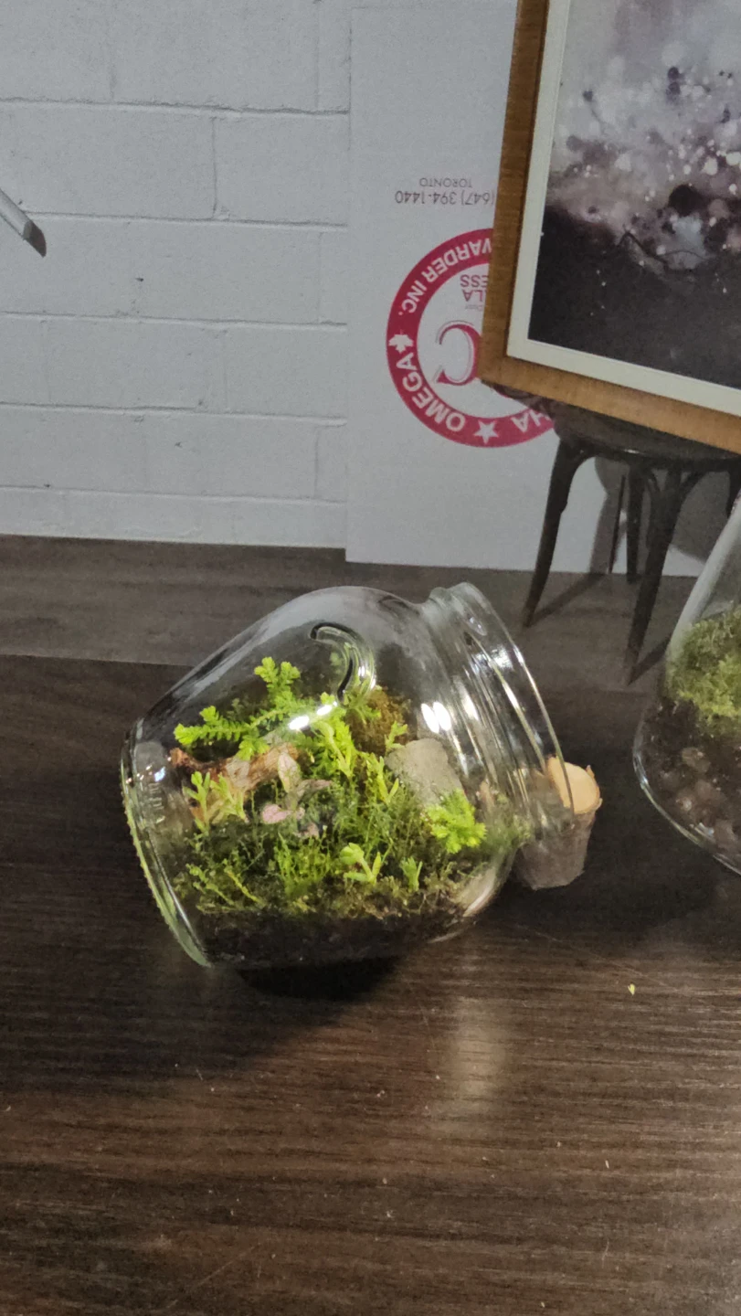 Terrarium Jar with Live Plants/ mini garden - photo 2
