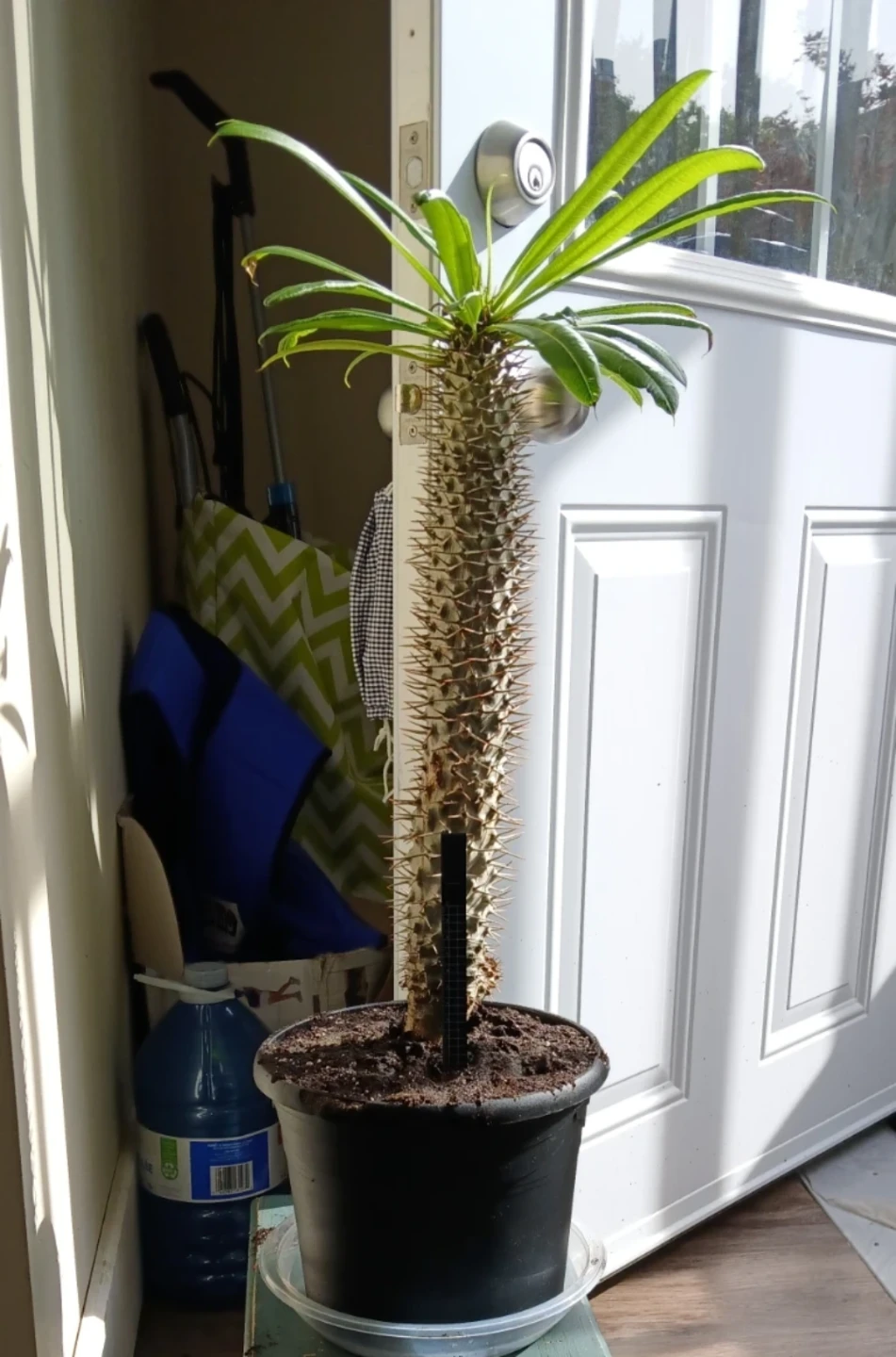 Madagascar Palm (Pachypodium lamerei) - Monster Plant! - photo 2