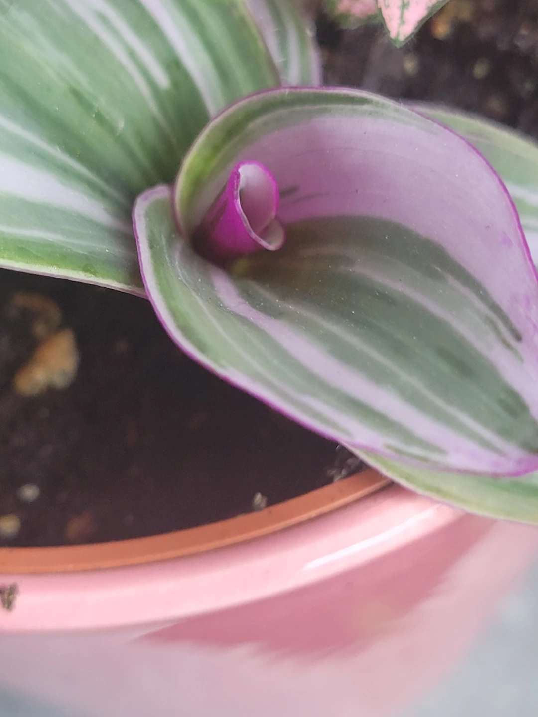Pink Polka Dot Plant and inch plant Pink Pot - photo 5