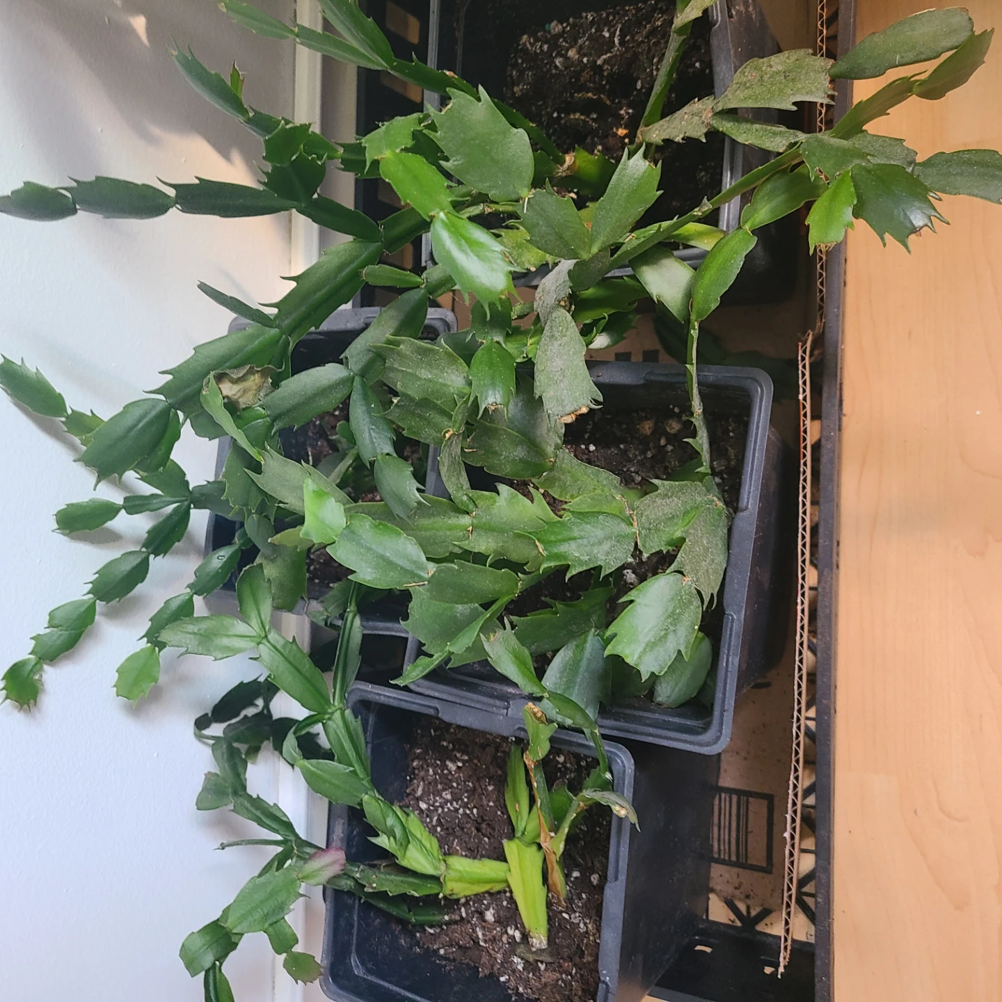 Christmas Cactus Plant