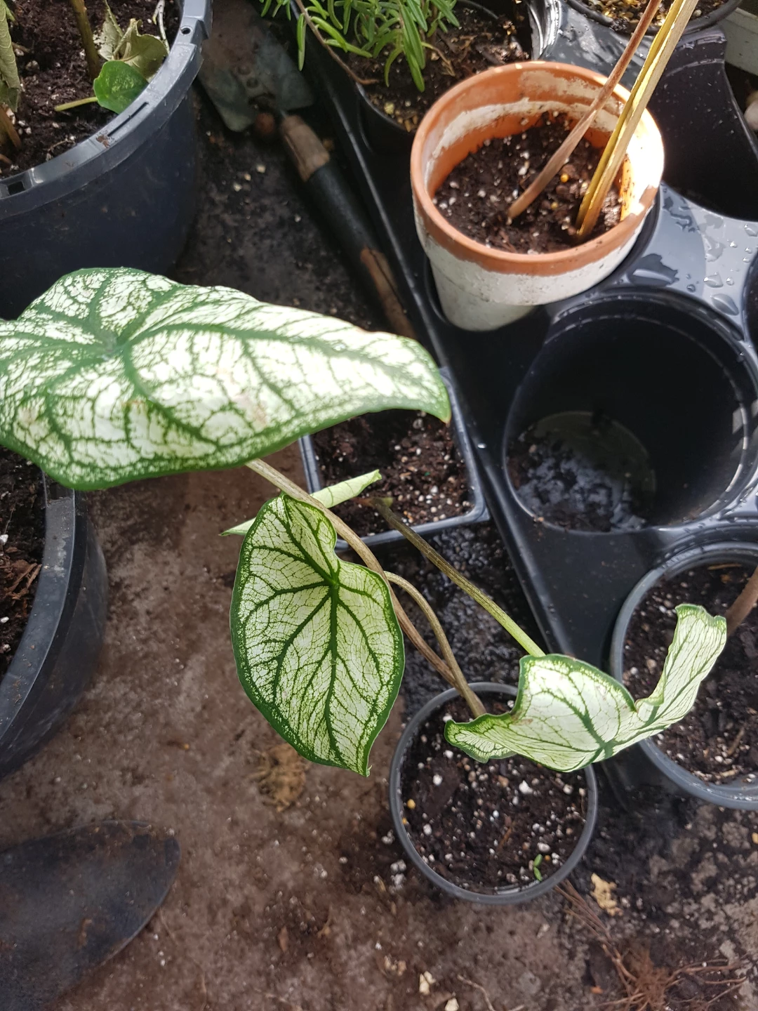 Caladium Plant - photo 2