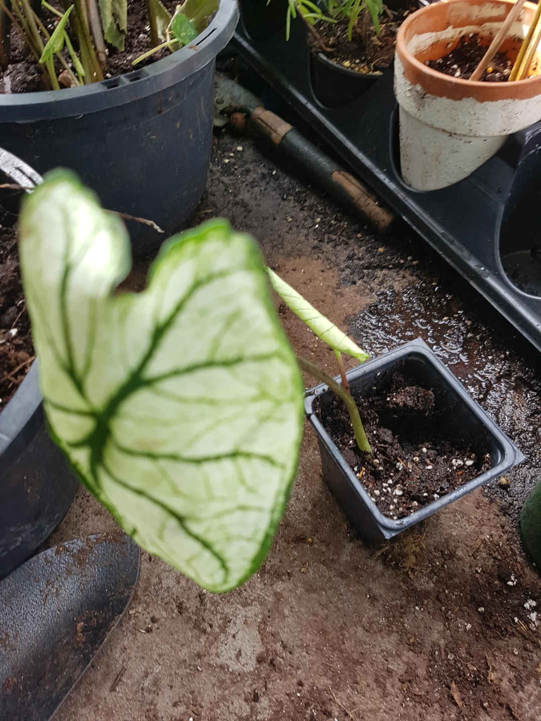 Caladium Plant - photo 4