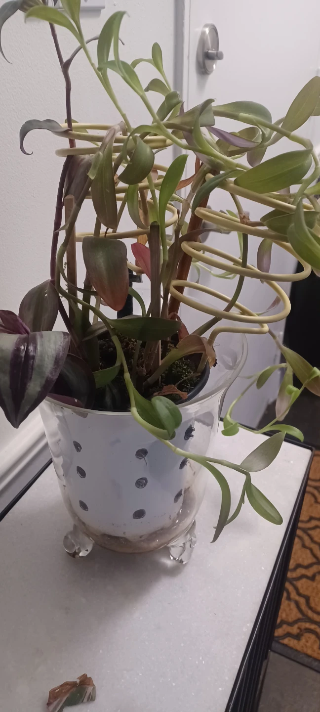 Plant in decorative pot